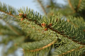 living-pine-tree-537x357